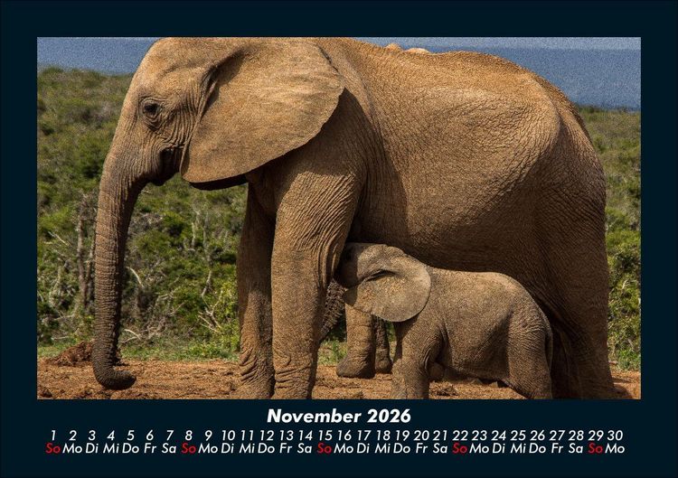 Produktbild: Der Elefantenkalender 2026 Fotokalender DIN A5
