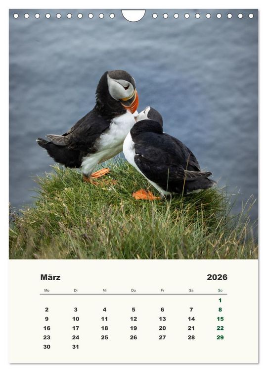 Produktbild: Papageientaucher in Island (Wandkalender 2026 DIN A4 hoch), CALVENDO Monatskalender