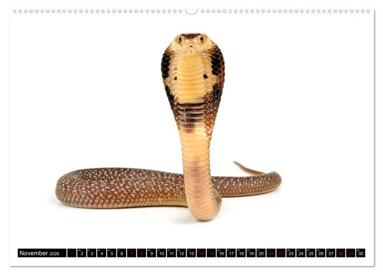 Produktbild: Amphibien und Reptilien (hochwertiger Premium Wandkalender 2026 DIN A2 quer), Kunstdruck in Hochglanz