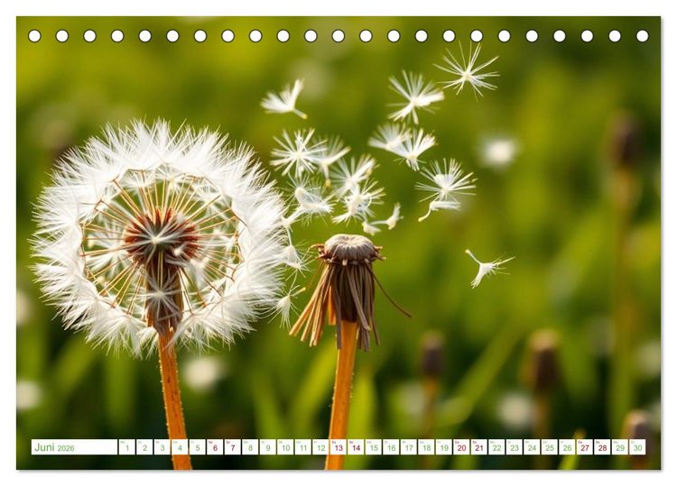 Produktbild: Die Poesie und Kraft des Windes - Windkraft in Bewegung (Tischkalender 2026 DIN A5 quer), CALVENDO Monatskalender