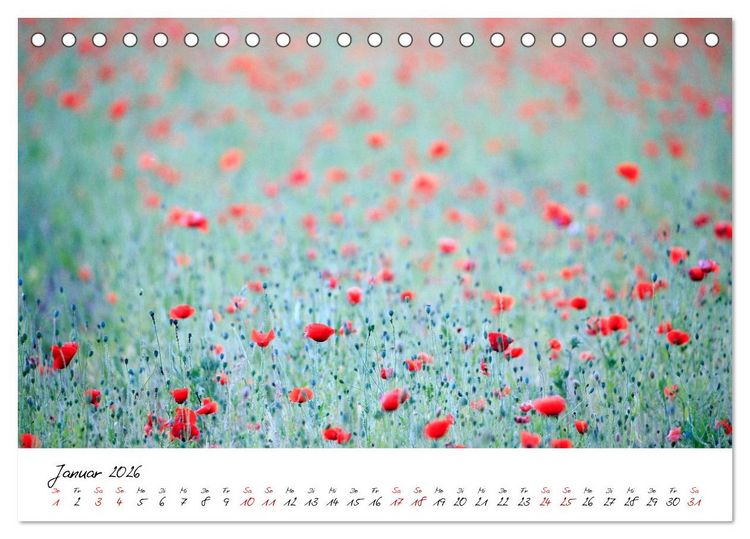 Produktbild: Mohnwiesen (Tischkalender 2026 DIN A5 quer), CALVENDO Monatskalender