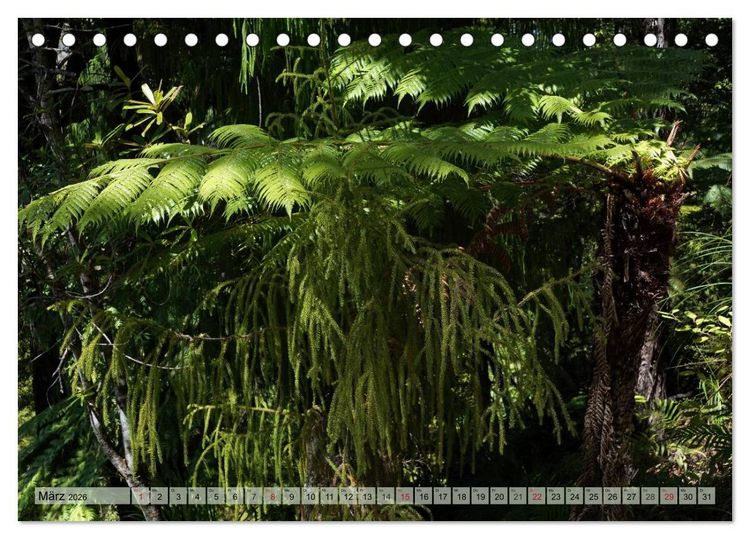 Produktbild: Prim&auml;rwald - Neuseeland (Tischkalender 2026 DIN A5 quer), CALVENDO Monatskalender