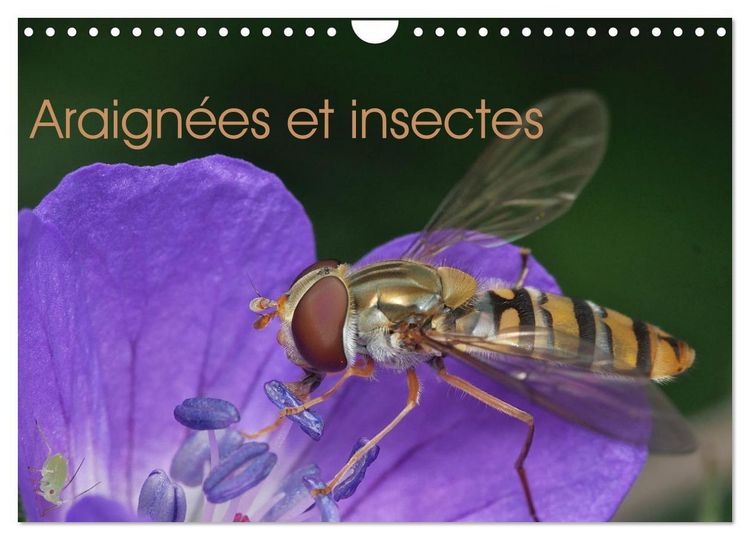 Produktbild: Araign&eacute;es et insectes (Calendrier mural 2026 DIN A4 vertical), CALVENDO calendrier mensuel