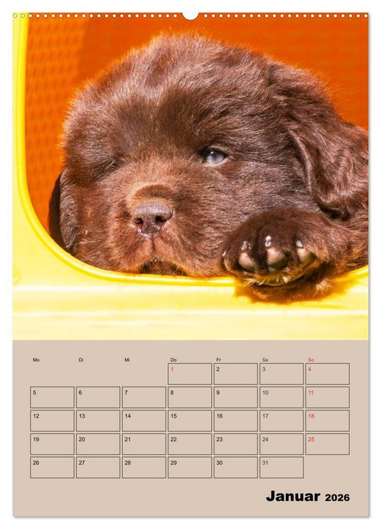 Produktbild: Familienplaner Neufundl&auml;nder Welpen (Wandkalender 2026 DIN A2 hoch), CALVENDO Monatskalender