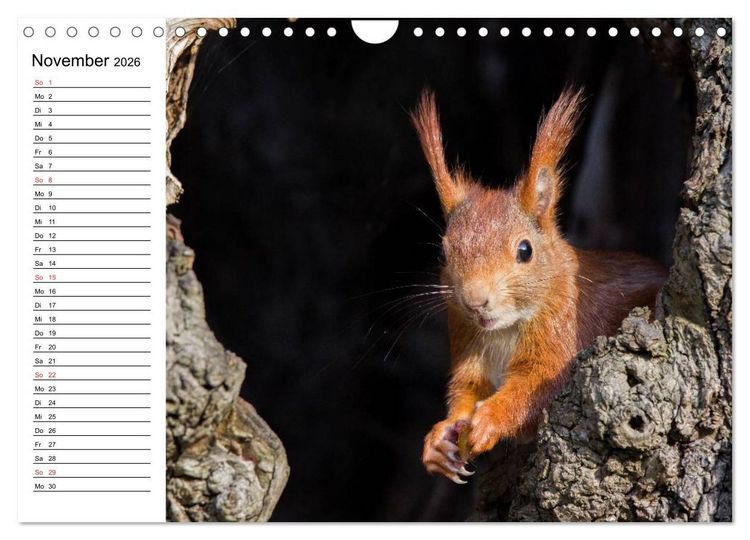 Produktbild: Guck mal, ein Eichh&ouml;rnchen! (Wandkalender 2026 DIN A4 quer), CALVENDO Monatskalender