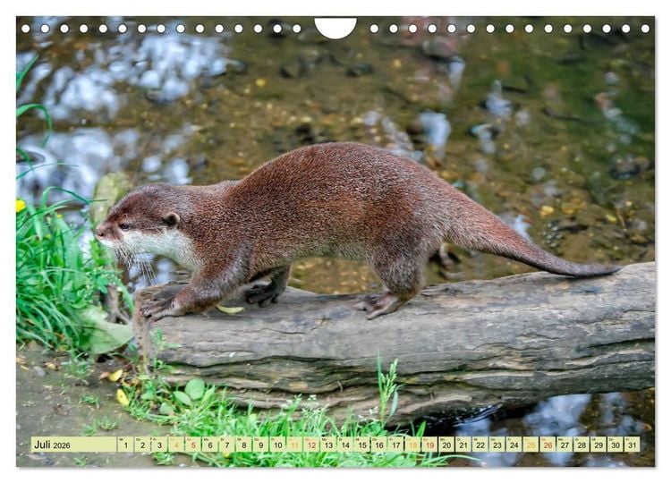 Produktbild: Fischotter - putzige Kerlchen und elegante Schwimmer (Wandkalender 2026 DIN A4 quer), CALVENDO Monatskalender