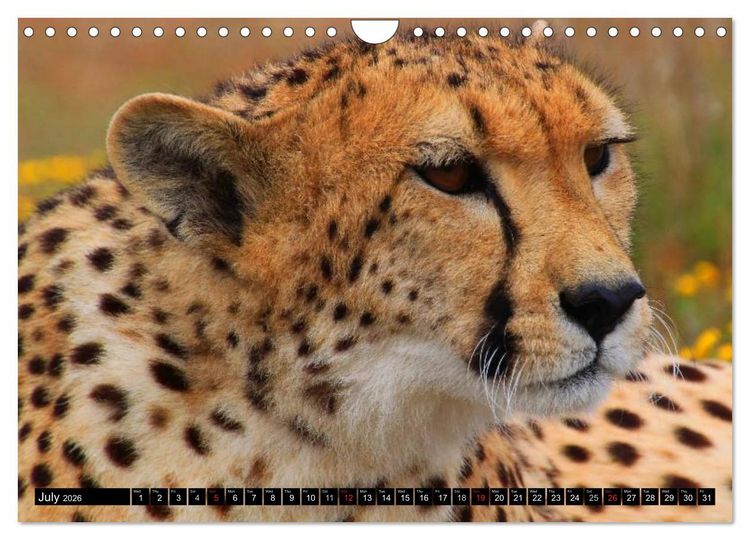 Produktbild: Big Cats &bull; Faces of the most beautiful predators (Wall Calendar 2026 DIN A4 landscape), CALVENDO 12 Month Wall Calendar