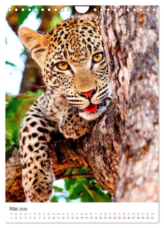 Produktbild: Leoparden - Die Beute im Visier. (Wandkalender 2026 DIN A4 hoch), CALVENDO Monatskalender