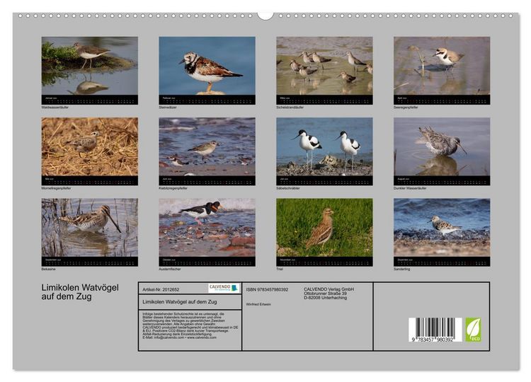 Produktbild: Limikolen Watv&ouml;gel auf dem Zug (hochwertiger Premium Wandkalender 2026 DIN A2 quer), Kunstdruck in Hochglanz