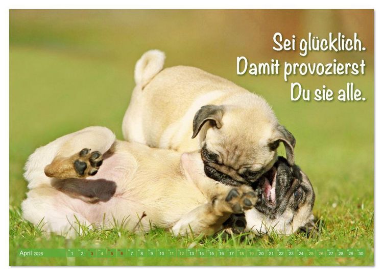 Produktbild: L&auml;cheln mit Mops (Wandkalender 2026 DIN A4 quer), CALVENDO Monatskalender