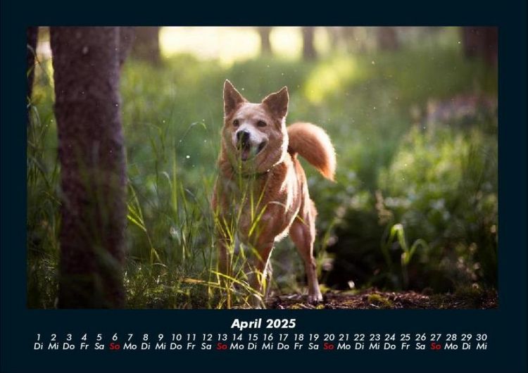 Produktbild: Waldzauber 2025 Fotokalender DIN A4