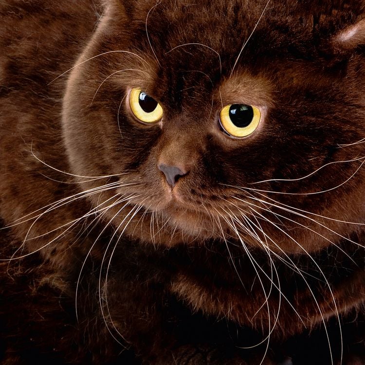 Produktbild: Cool Cats 2027