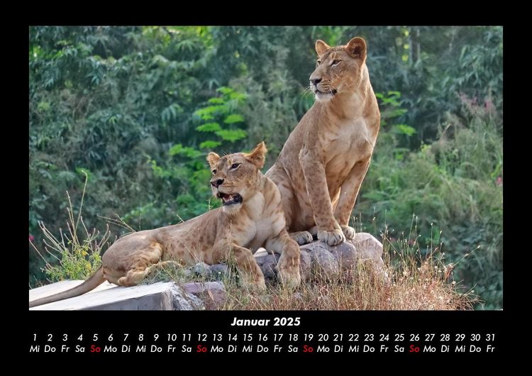 Produktbild: L&ouml;wen in der Wildnis 2025 Fotokalender DIN A3