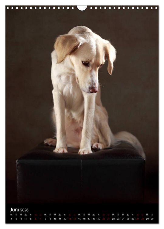 Produktbild: Stille Momente - Die sensible Seite der Hunde (Wandkalender 2026 DIN A3 hoch), CALVENDO Monatskalender