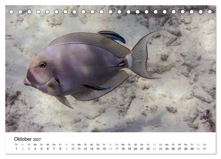 Produktbild: Unterwasserwelt der Malediven II (Tischkalender 2027 DIN A5 quer), CALVENDO Monatskalender