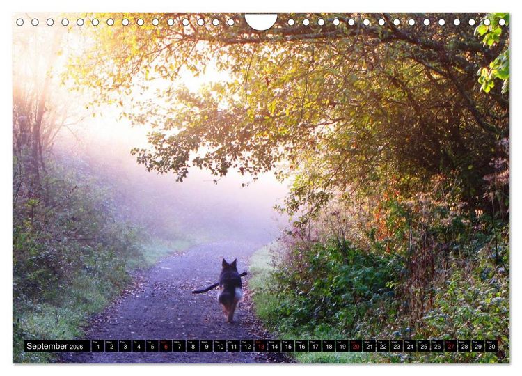 Produktbild: The German Shepherd Longcoat (Wall Calendar 2026 DIN A4 landscape), CALVENDO 12 Month Wall Calendar
