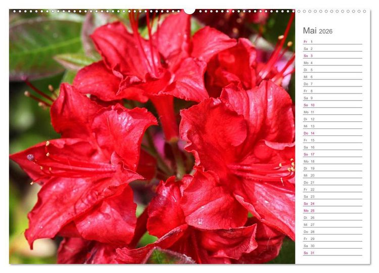Produktbild: Rhododendron Sch&ouml;nheiten im Garten (hochwertiger Premium Wandkalender 2026 DIN A2 quer), Kunstdruck in Hochglanz