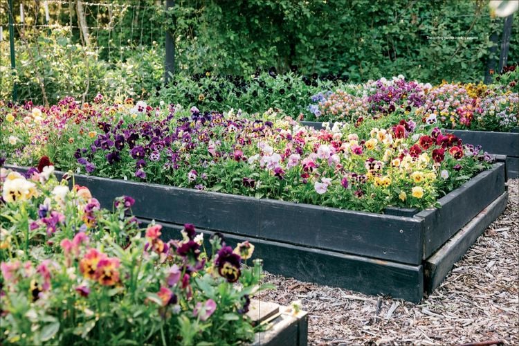 Produktbild: Pansies