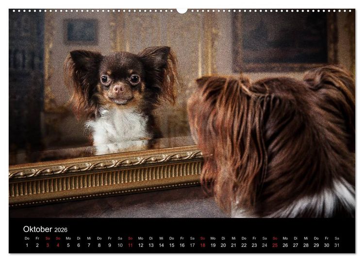 Produktbild: Chihuahuas - Cool and Cute (Wandkalender 2026 DIN A2 quer), CALVENDO Monatskalender