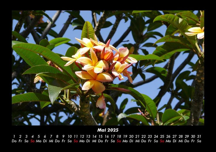 Produktbild: Blumentr&auml;ume 2025 Fotokalender DIN A3