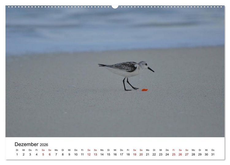 Produktbild: M&ouml;wen am Meer (hochwertiger Premium Wandkalender 2026 DIN A2 quer), Kunstdruck in Hochglanz
