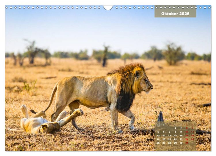 Produktbild: Faszinierende Tierwelt des Kruger National Parks (Wandkalender 2026 DIN A3 quer), CALVENDO Monatskalender