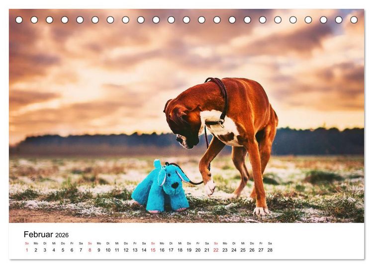 Produktbild: Deutscher Boxer (Tischkalender 2026 DIN A5 quer), CALVENDO Monatskalender