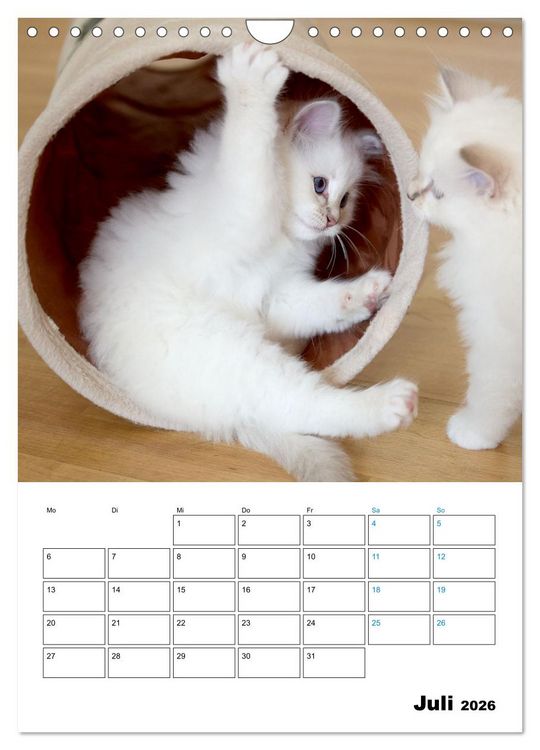 Produktbild: Heilige Birma Kitten - s&uuml;&szlig;e kleine Flauschb&auml;llchen (Wandkalender 2026 DIN A4 hoch), CALVENDO Monatskalender