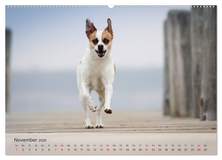 Produktbild: Hunde 2026 - Treue Begleiter (Wandkalender 2026 DIN A2 quer), CALVENDO Monatskalender