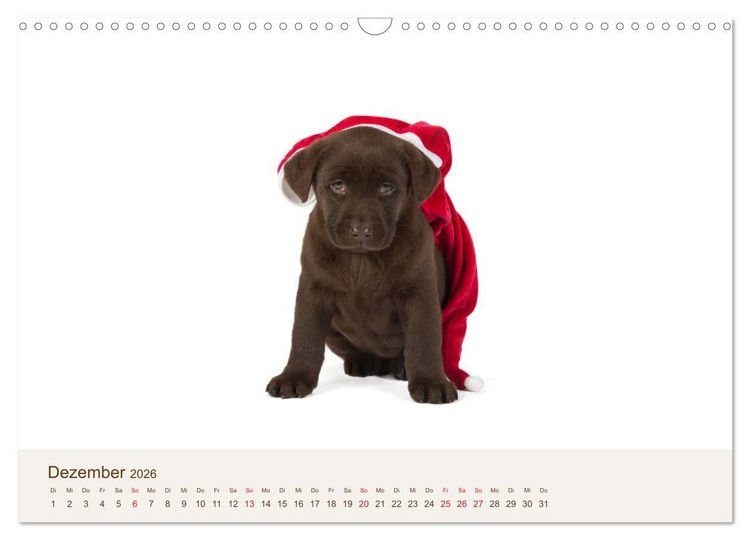 Produktbild: Labrador - Welpen (Wandkalender 2026 DIN A3 quer), CALVENDO Monatskalender