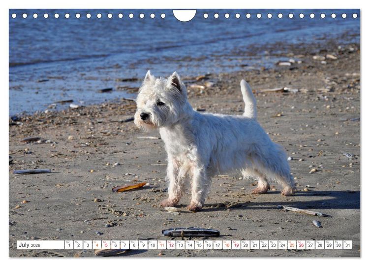 Produktbild: West Highland White Terrier - Your charming companion (Wall Calendar 2026 DIN A4 landscape), CALVENDO 12 Month Wall Calendar
