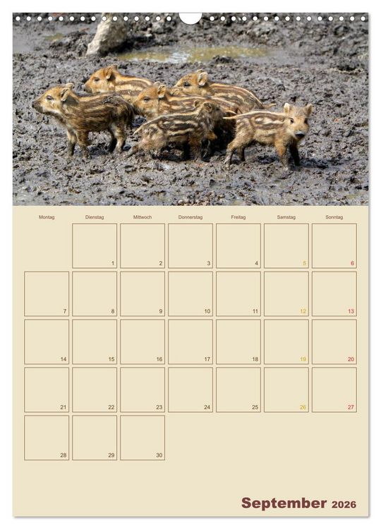 Produktbild: Wildschweine (Wandkalender 2026 DIN A3 hoch), CALVENDO Monatskalender