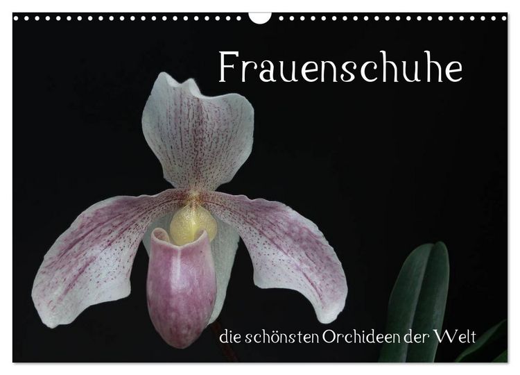 Produktbild: Frauenschuhe - die sch&ouml;nsten Orchideen der Welt (Wandkalender 2026 DIN A3 quer), CALVENDO Monatskalender