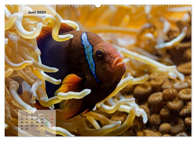Produktbild: UNTER WASSER Riffaquaristik (hochwertiger Premium Wandkalender 2026 DIN A2 quer), Kunstdruck in Hochglanz