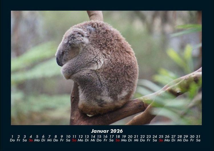 Produktbild: Koala 2026 Fotokalender DIN A4