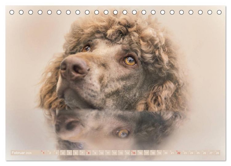 Produktbild: Lockenpfoten 2026 (Tischkalender 2026 DIN A5 quer), CALVENDO Monatskalender