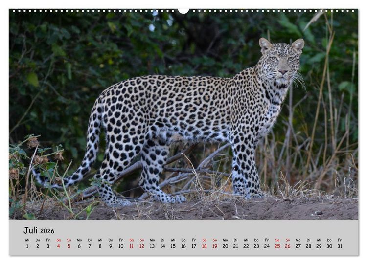 Produktbild: Leoparden - gro&szlig; und klein (hochwertiger Premium Wandkalender 2026 DIN A2 quer), Kunstdruck in Hochglanz