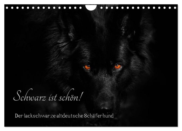 Produktbild: Schwarz ist sch&ouml;n! Der lackschwarze altdeutsche Sch&auml;ferhund (Wandkalender 2026 DIN A4 quer), CALVENDO Monatskalender