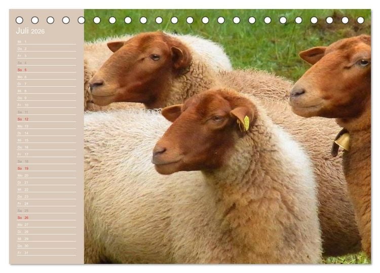 Produktbild: Schafe / Geburtstagskalender (Tischkalender 2026 DIN A5 quer), CALVENDO Monatskalender
