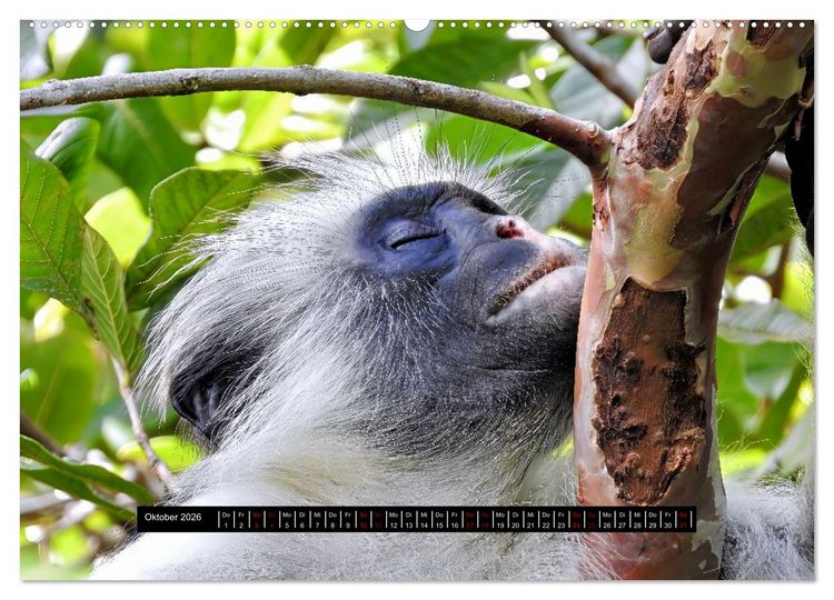 Produktbild: Afrika - Vielfalt in Flora und Fauna (Wandkalender 2026 DIN A2 quer), CALVENDO Monatskalender
