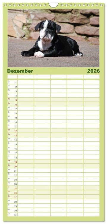 Produktbild: Familienplaner 2026 - Bulldoggen-Kinder mit 5 Spalten (Wandkalender, 21 x 45 cm) CALVENDO
