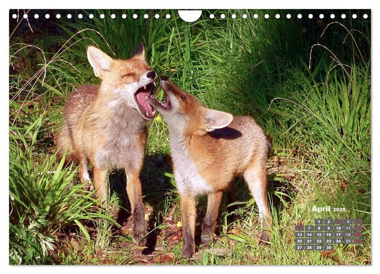 Produktbild: Familie Fuchs hautnah in Berlin (Wandkalender 2026 DIN A4 quer), CALVENDO Monatskalender