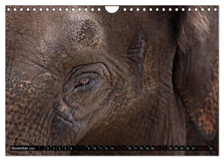 Produktbild: Wild Animals - Wilde Tiere (Wandkalender 2026 DIN A4 quer), CALVENDO Monatskalender