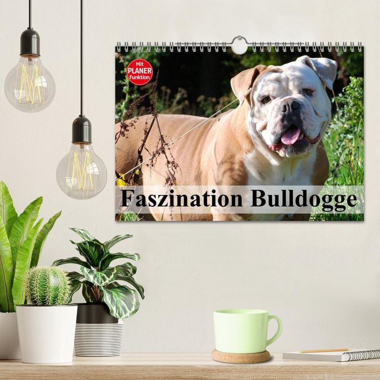 Produktbild: Faszination Bulldogge (Wandkalender 2026 DIN A4 quer), CALVENDO Monatskalender