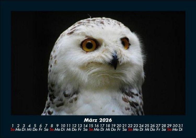 Produktbild: Vogelparadies 2026 Fotokalender DIN A5