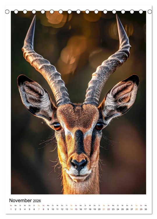 Produktbild: Afrikas Tierwelt - imposante K&ouml;pfe (Tischkalender 2026 DIN A5 hoch), CALVENDO Monatskalender