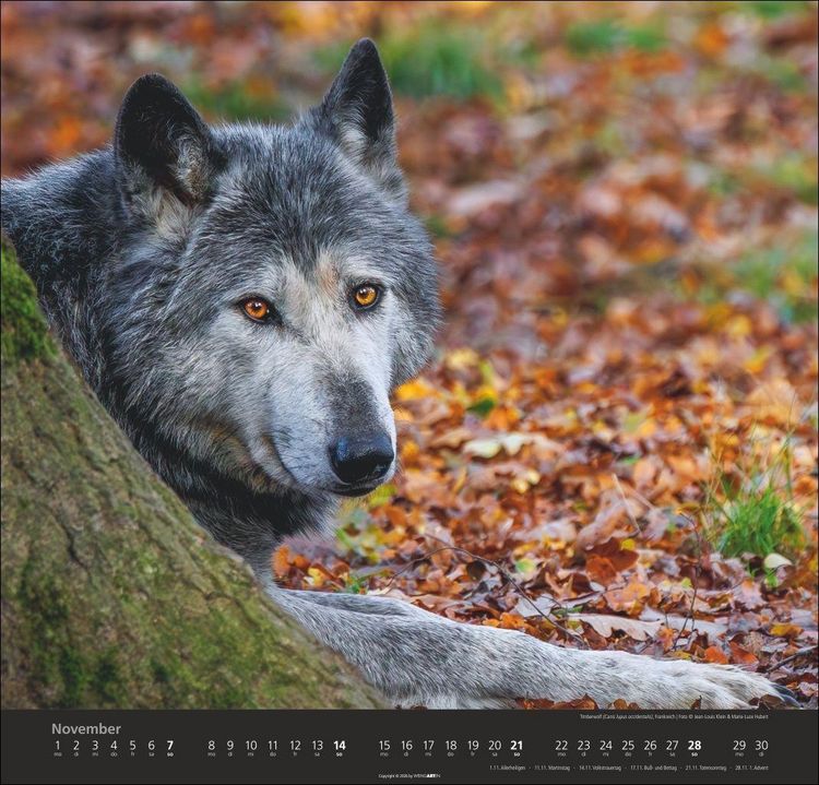 Produktbild: W&ouml;lfe Kalender 2027