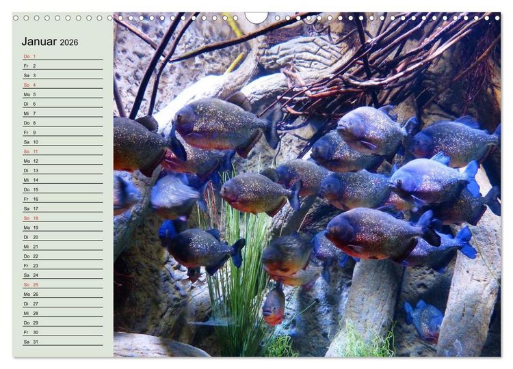 Produktbild: Knallbunte Wasserwelt. Die Welt der Fische (Wandkalender 2026 DIN A3 quer), CALVENDO Monatskalender