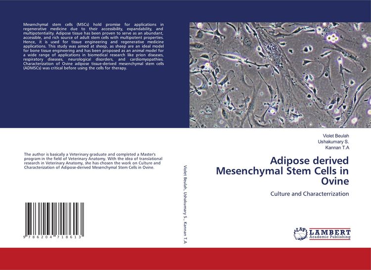 Produktbild: Adipose derived Mesenchymal Stem Cells in Ovine