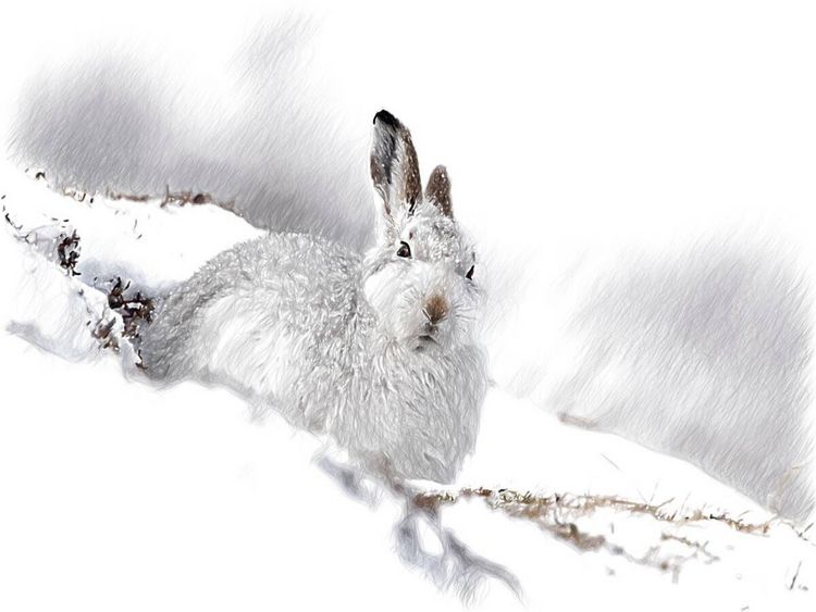 Produktbild: Schneehase im Winterfell (Puzzle)